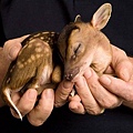 cutiebabyanimals27.jpg