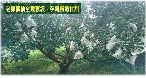 老欉蜜柚(西施蜜柚)5.JPG