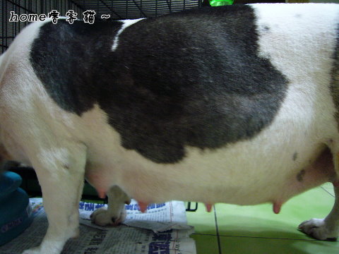 這是1頭乳牛 這是1頭乳牛