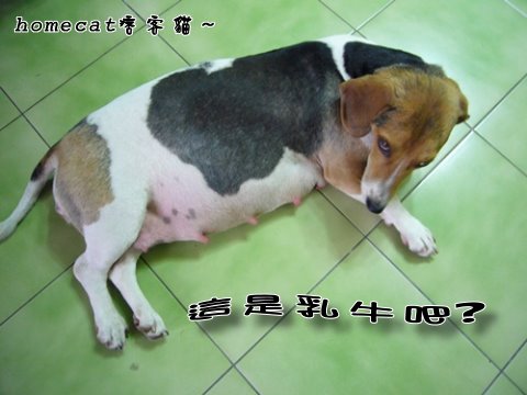 這是乳牛吧..