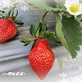 大湖採草莓2.jpg