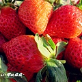 大湖採草莓4.jpg