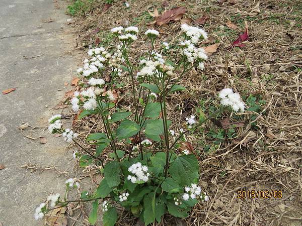 白花藿香薊