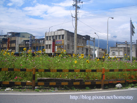 鐵道旁的太陽花田2