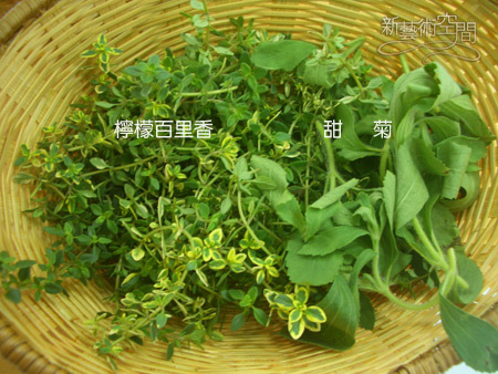 檸檬百里香和甜菊.jpg