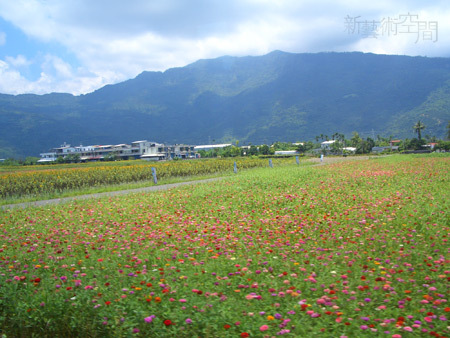 百日草花海1.jpg