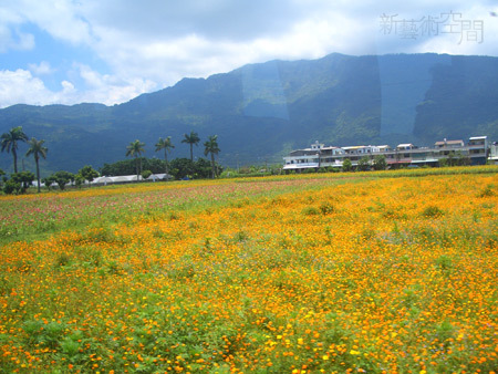 波斯菊花海1.jpg