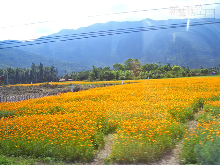 鳳林波斯菊花海.jpg