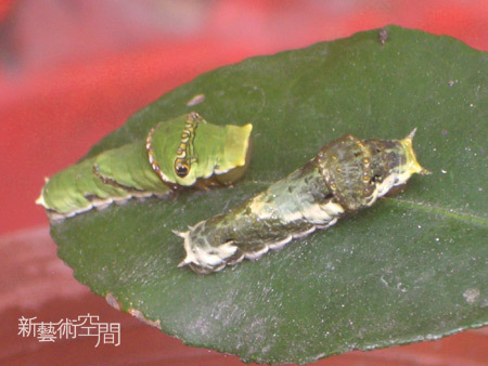 兩隻鳳蝶寶寶特寫