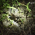 黑暗草叢中的澤蛙.jpg