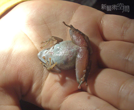 裝死翻肚的日本樹蛙.jpg