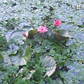 大魚池裏的粉紅蓮花.jpg