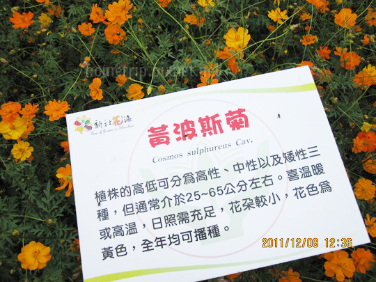 台中新社花海 台中新社花海
