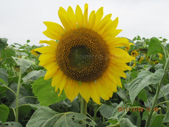 新社花海季