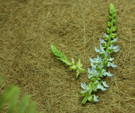 彩葉草花蕊 (4)s