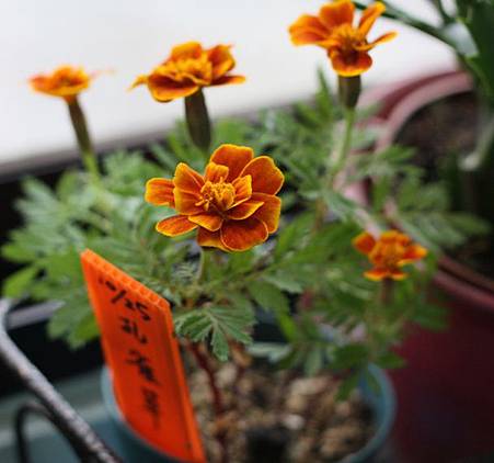 藥用植物大揭密 孔雀草 萬壽菊 French Marigold 園藝調色盤 痞客邦