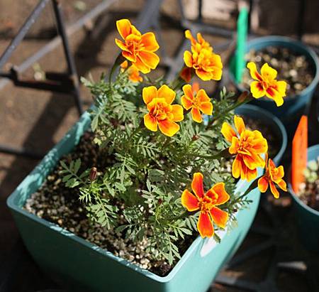 藥用植物大揭密 孔雀草 萬壽菊 French Marigold 園藝調色盤 痞客邦