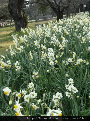 和歌山城水仙花-1.jpg