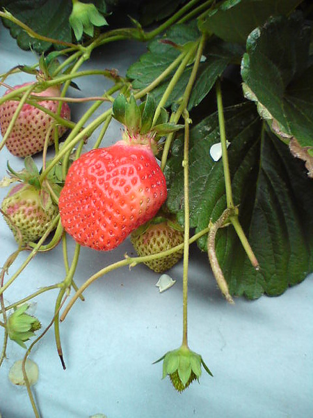 大顆的草莓