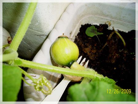 100_2789.jpg 100_2789.jpg