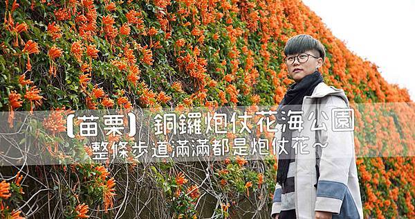 【苗栗】銅鑼炮仗花海公園｜整條步道滿滿都是炮仗花.jpg