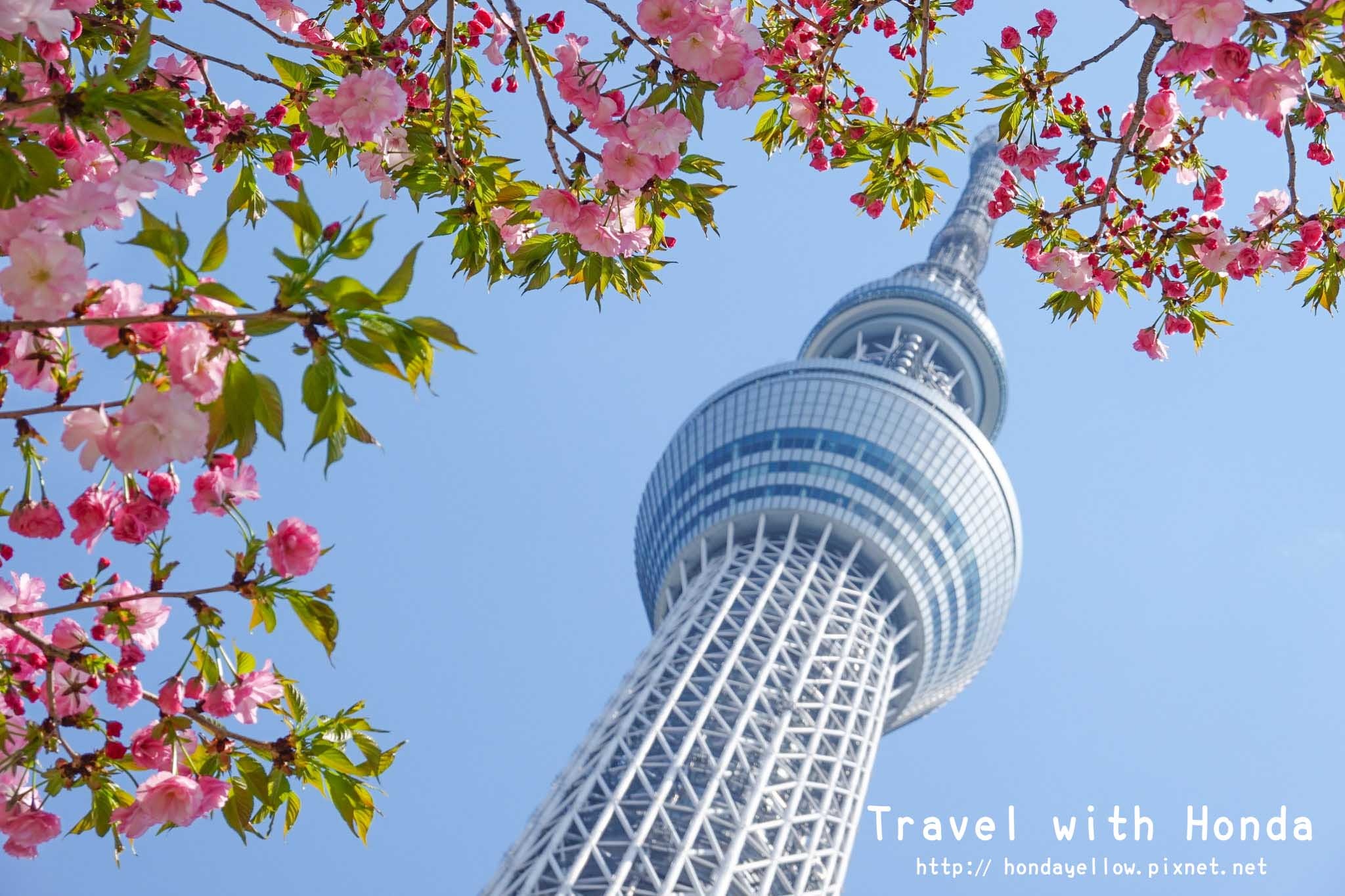 日本-你絕對會愛上的12個東京賞櫻景點-晴空塔.jpg