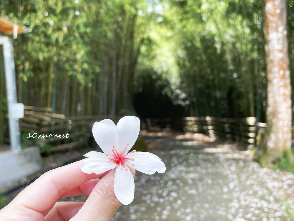 苗栗泰安,烏嘎彥竹林,竹林秘境,步道,雲海,雪霸國家公園,汶水老街,苗栗,泰安,竹林