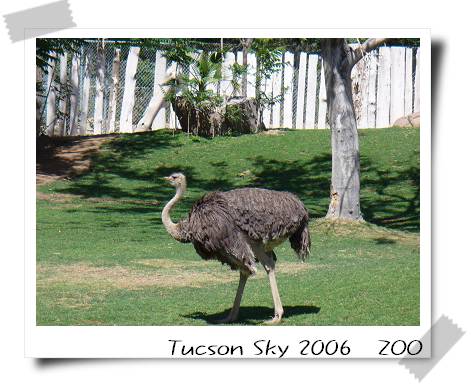 Tucson Zoo-02