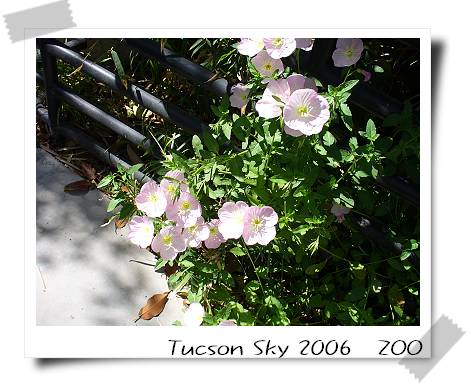 Tucson Zoo-12