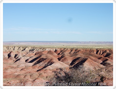 Planted Desert