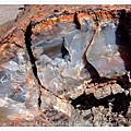 Petrified Wood