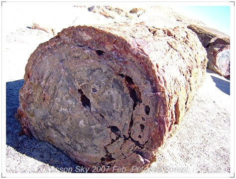 Petrified Wood