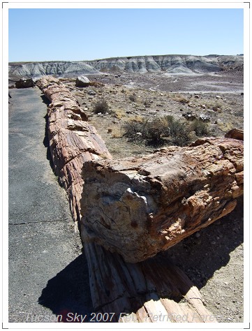 Petrified Wood