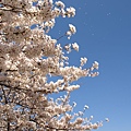 Sakura_01_3648_2280.jpg