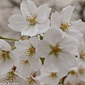 Sakura_02_800_600.jpg