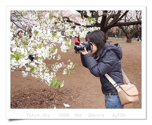 Cherry Blooming _ Sinjyuku Gyoen