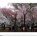 Cherry Blooming _ Sinjyuku Gyoen