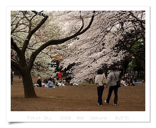 Cherry Blooming _ Sinjyuku Gyoen