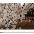 Cherry Blooming _ Sinjyuku Gyoen