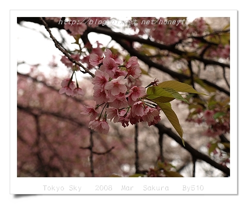 Cherry Blooming _ Sinjyuku Gyoen