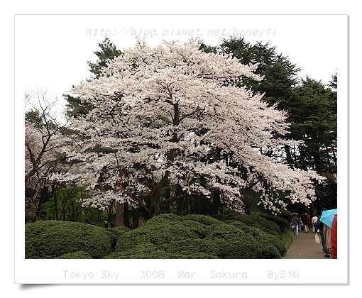 Cherry Blooming _ Sinjyuku Gyoen