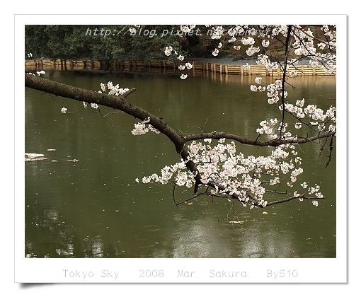 Cherry Blooming _ Sinjyuku Gyoen