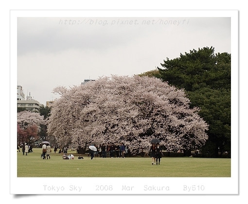 Cherry Blooming _ Sinjyuku Gyoen