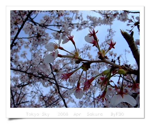 Cherry Blooming  snow