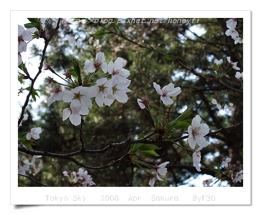 Cherry Blooming  snow