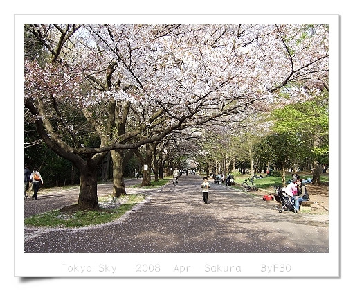 Cherry Blooming  snow