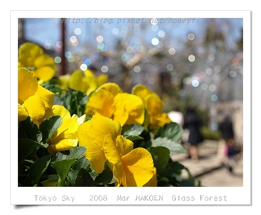 Hakone Glass Forest/箱根琉璃之森