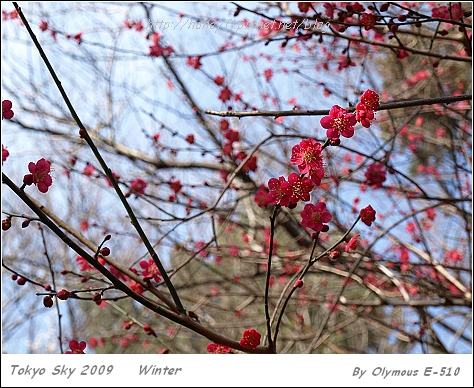 20090216 梅花盛開