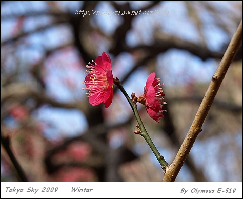 20090216 梅花盛開
