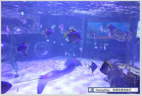 IMG_8205釜山水族館sea life.JPG